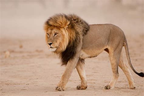 SINGA .